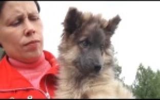 Ищу тебя, хозяин