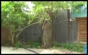 В Талице старый тополь едва не упал на головы людей