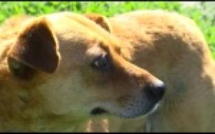 Ищу тебя, хозяин