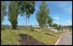 На площадке около ИКЦ высадили молодые клены