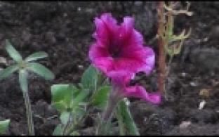 Цветник на центральной аллее должен быть восстановлен