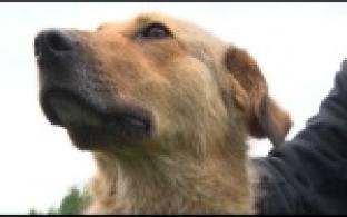 Ищу тебя, хозяин