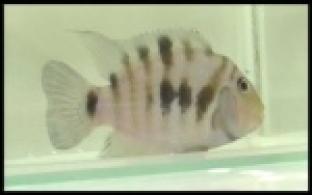 Уральские ученые собираются исследовать действие антидепрессантов с помощью рыб