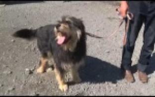 Ищу тебя, хозяин