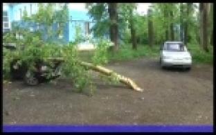В Первоуральске сильный ветер повалил деревья и ветки