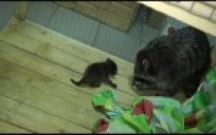 В мини-зоопарке в Первоуральске родился детеныш енота