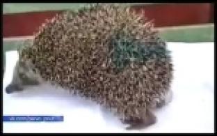 В первоуральский приют для животных попал лесной житель