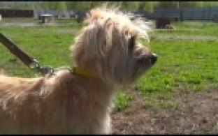 Ищу тебя, хозяин