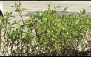 Первоуральск присоединился к акции "Сад Памяти"