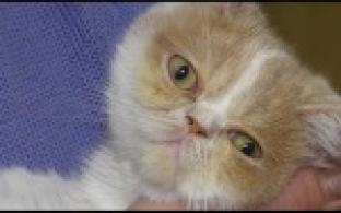 В Первоуральске выбросили на мусорку одиннадцать котят