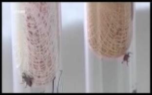 На Урале активировались клещи