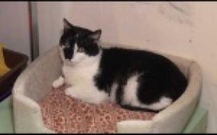 Ищу тебя, хозяин