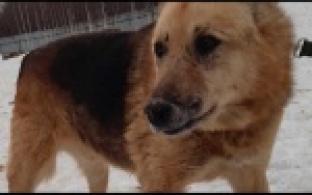 Ищу тебя, хозяин