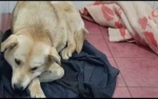 Ищу тебя, хозяин