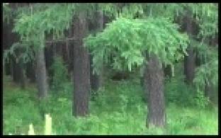 На Урале усилят охрану лесов от пожаров