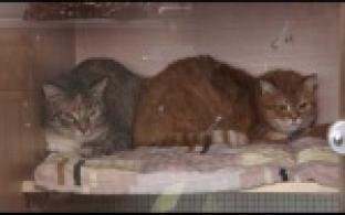 Ищу тебя, хозяин