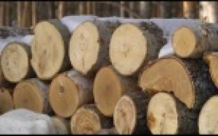 "Битву дровосеков" устроили в Первоуральске