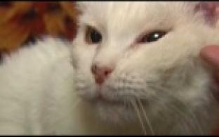 Ищу тебя, хозяин