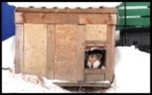 Первоуральское ОЗЖ займется отловом бродячих собак и кошек