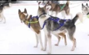 Чемпионат по ездовым видам спорта прошел в Первоуральске