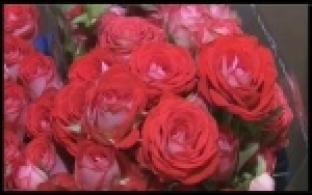 Насекомых-вредителей выявили в партии цветов на таможне