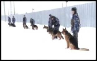 Первоуральские кинологи провели экзамен для служебных собак