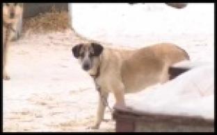 Первоуральские зоозащитники получили президентский грант