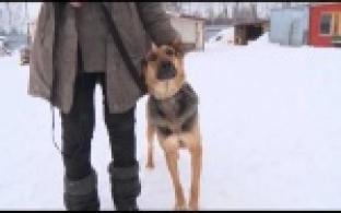 Ищу тебя, хозяин