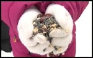 Эковолонтеры помогают птицам пережить зиму