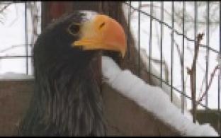 Белоплечие орланы будут жить в уральском питомнике