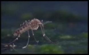 Из-за аномально теплой зимы в России могут исчезнуть комары