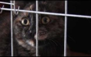 Ищу тебя, хозяин