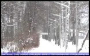 Корабельная роща будет благоустроена