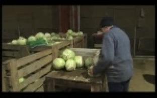 Сотрудницы сельских предприятий будут работать меньше