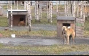 Волонтеры приюта рассказали, на что расходуют грант