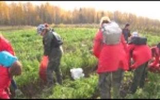 Волонтеры «Города первых» помогали убирать урожай