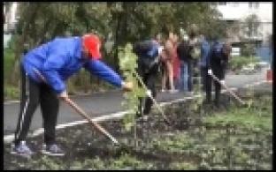 Во дворе на Трубников высадили деревья
