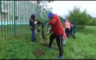 Высадка деревьев рядом с 9-й школой