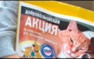 День бездомных животных