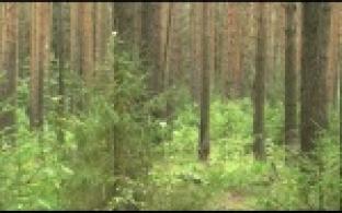 Как не потеряться в лесу, рассказали спасатели