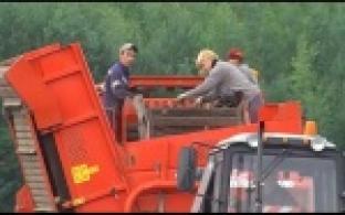 В совхозе начали собирать урожай