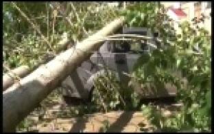 Дерево упало на автомобиль