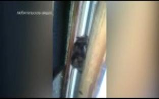 Летучие мыши поселились в садовом доме