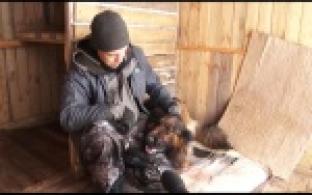 Собака - робинзон и другие обитатели приюта