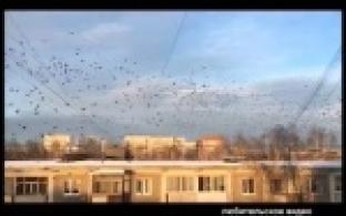 Свиристели прилетели огромными стаями