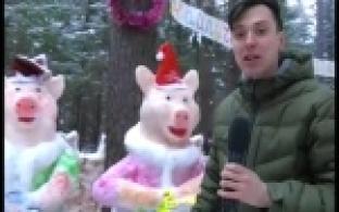 В чаще леса появилась сказочная поляна