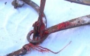 Собака угодила в охотничий капкан