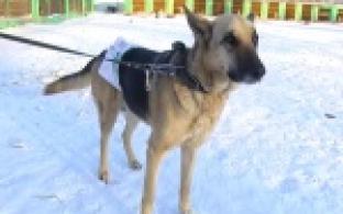 Обречены жить в вольерах