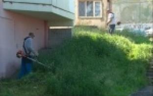 В Первоуральске масштабная стрижка