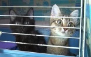 30 кошек в одной квартире